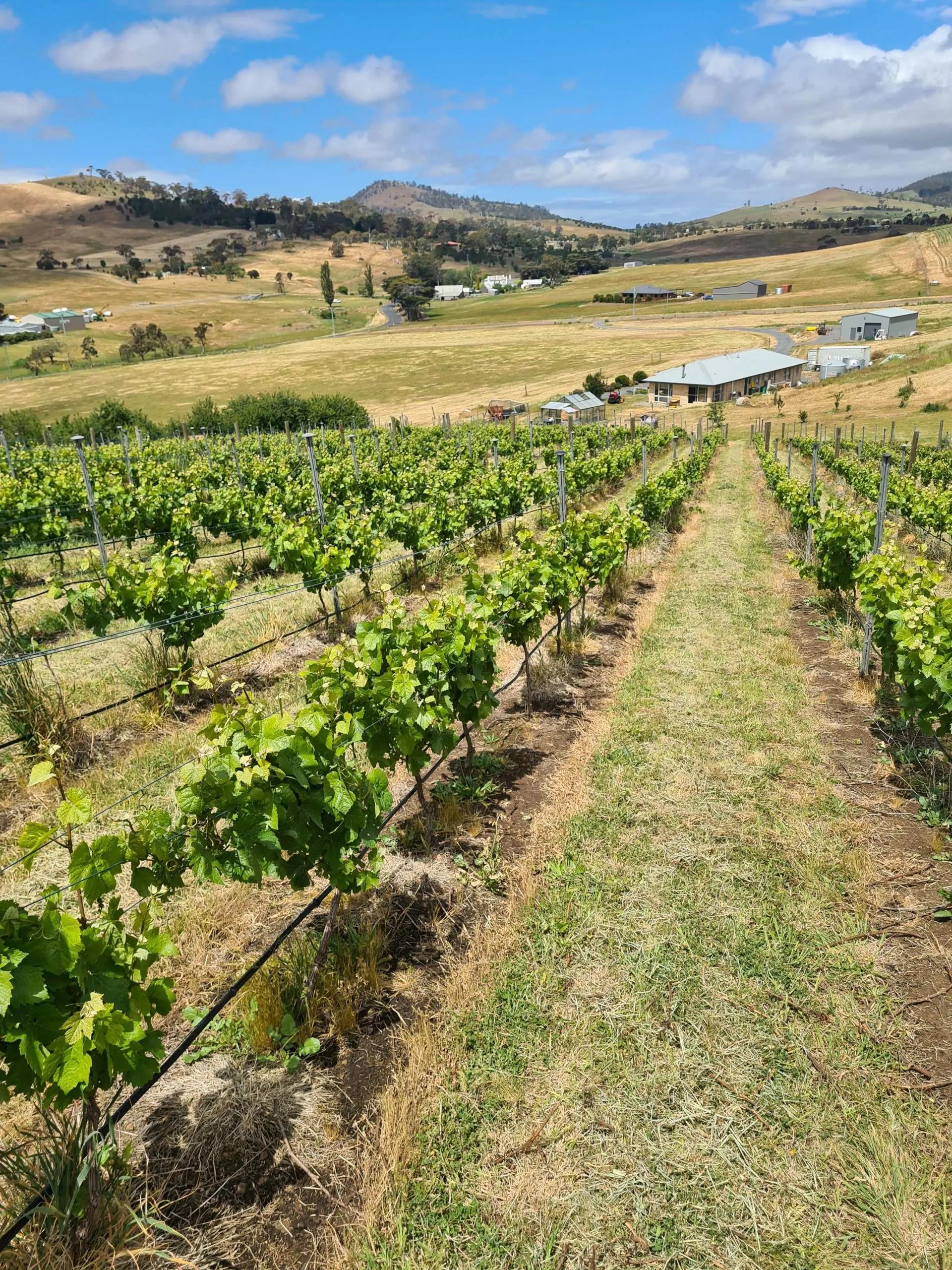 Birdhill Vineyards