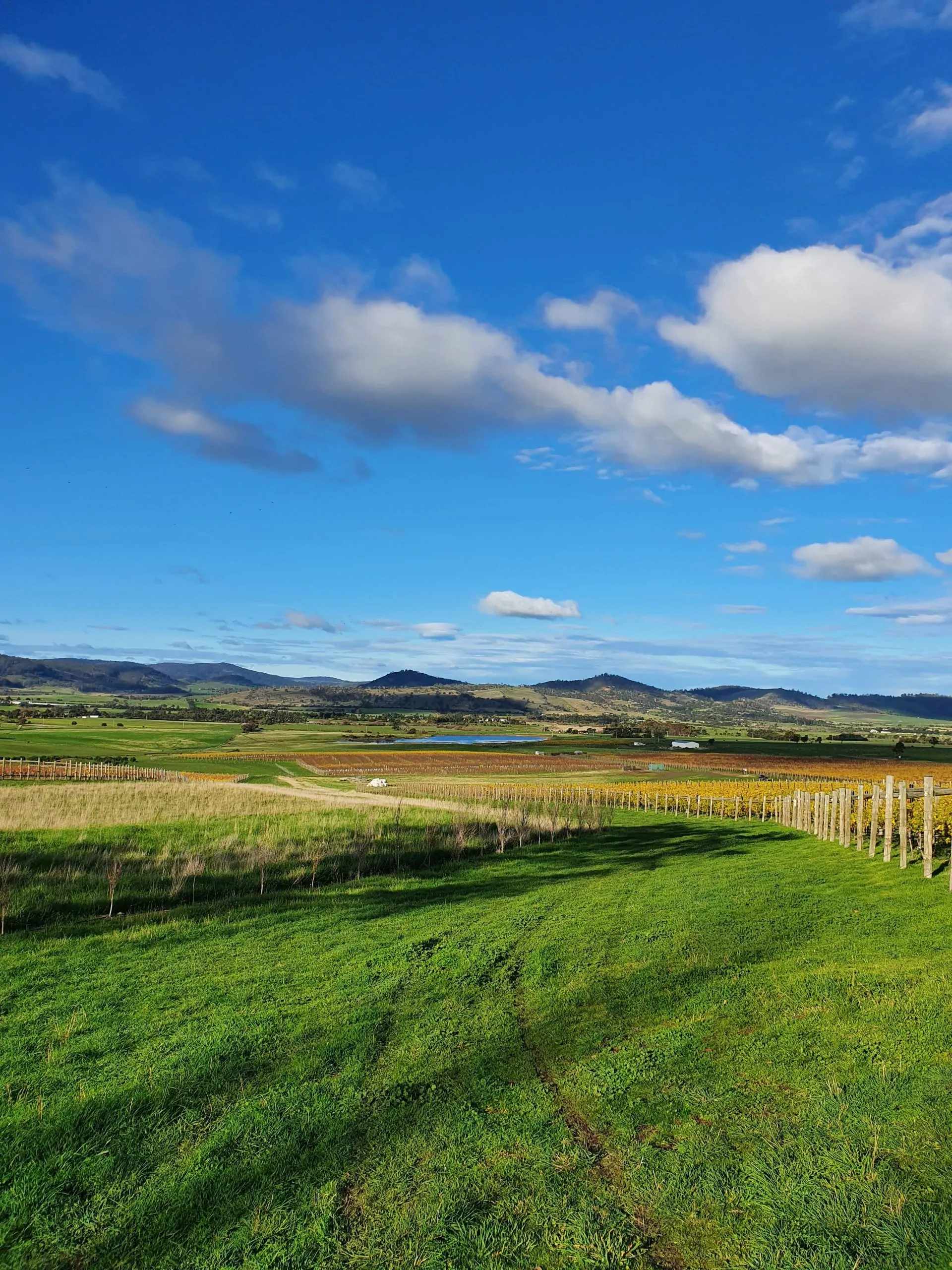 Nocton Vineyard, Coal River Valley