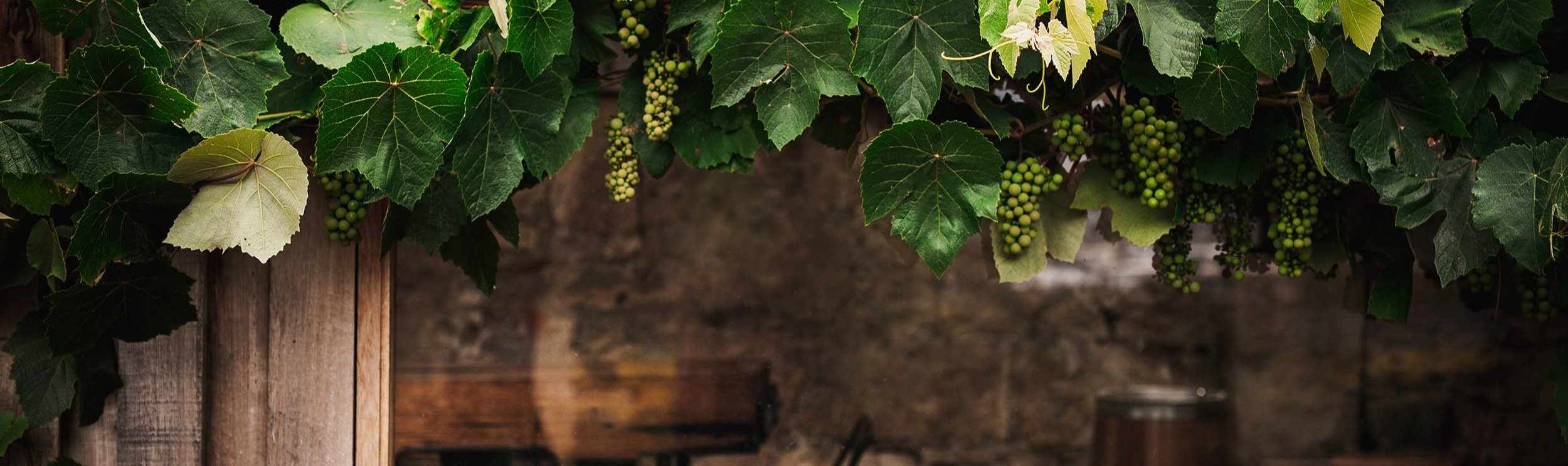 Grapevine leaves and ripening grapes against a weathered timber post