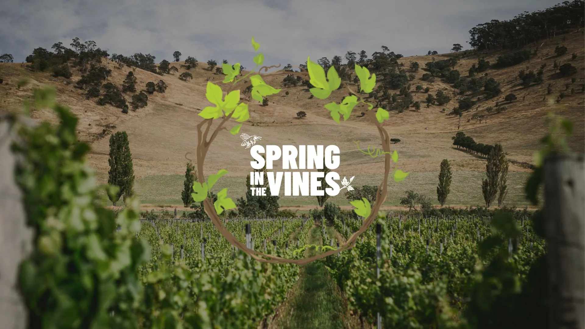 Vineyard in spring leaf on a hillside in Southern Tasmania