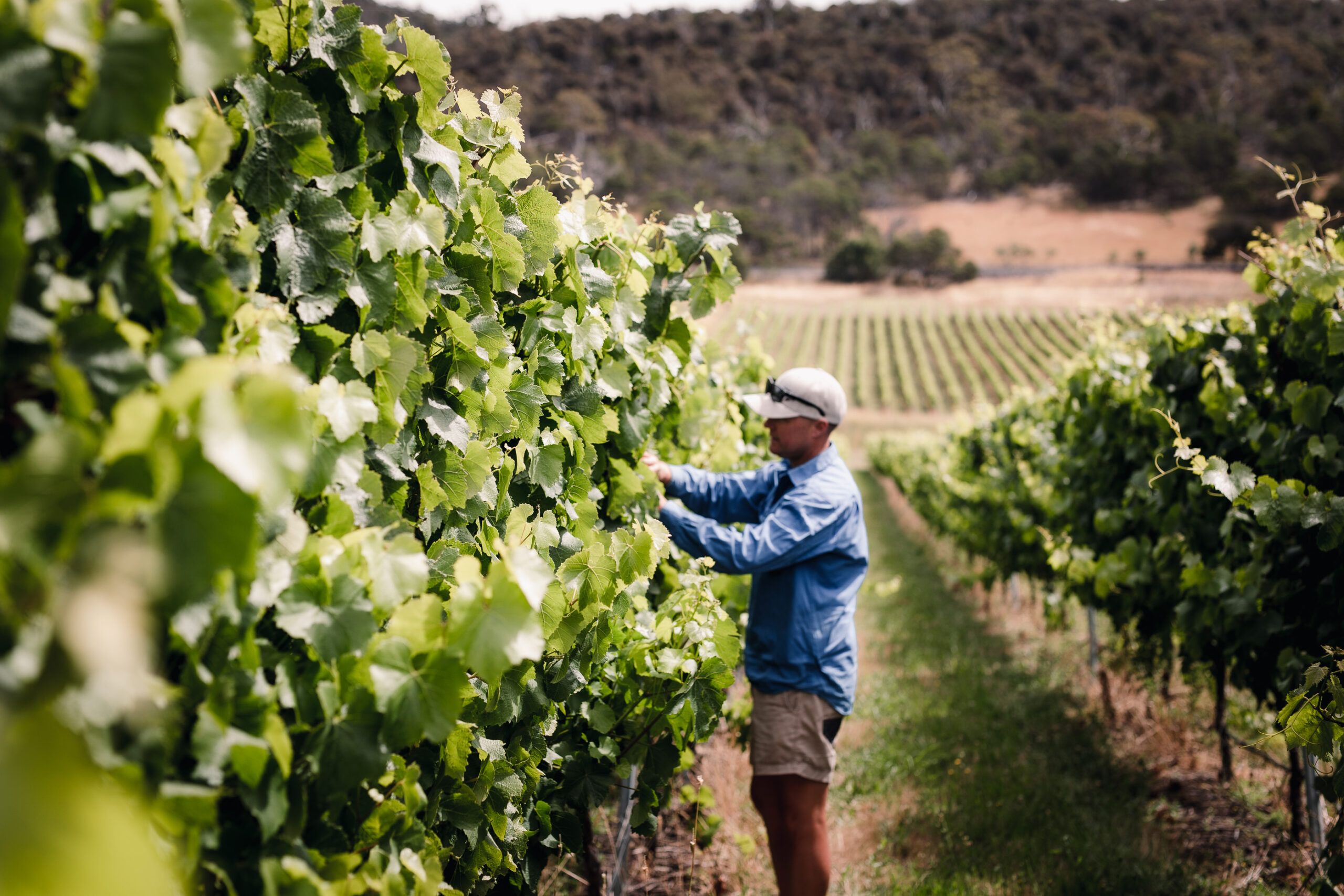Bremley Vineyard vineyard and cellar door, photo 2