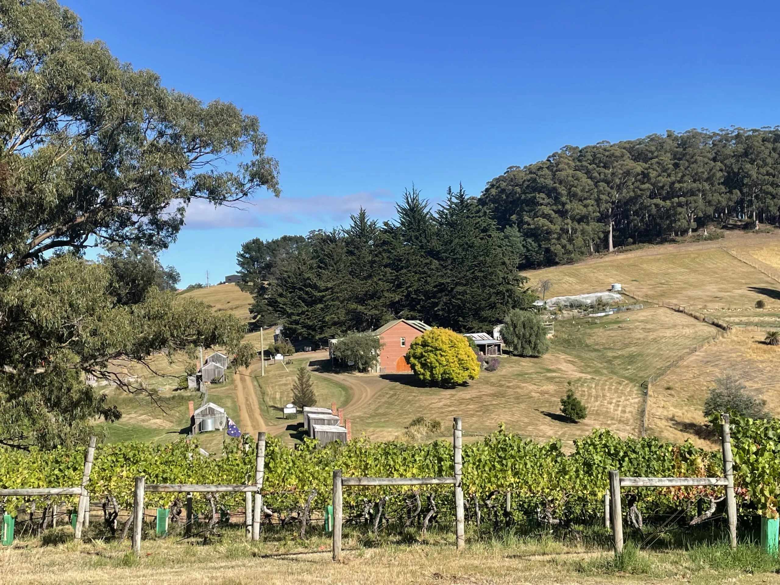 Hartzview Vineyard, Huon Valley