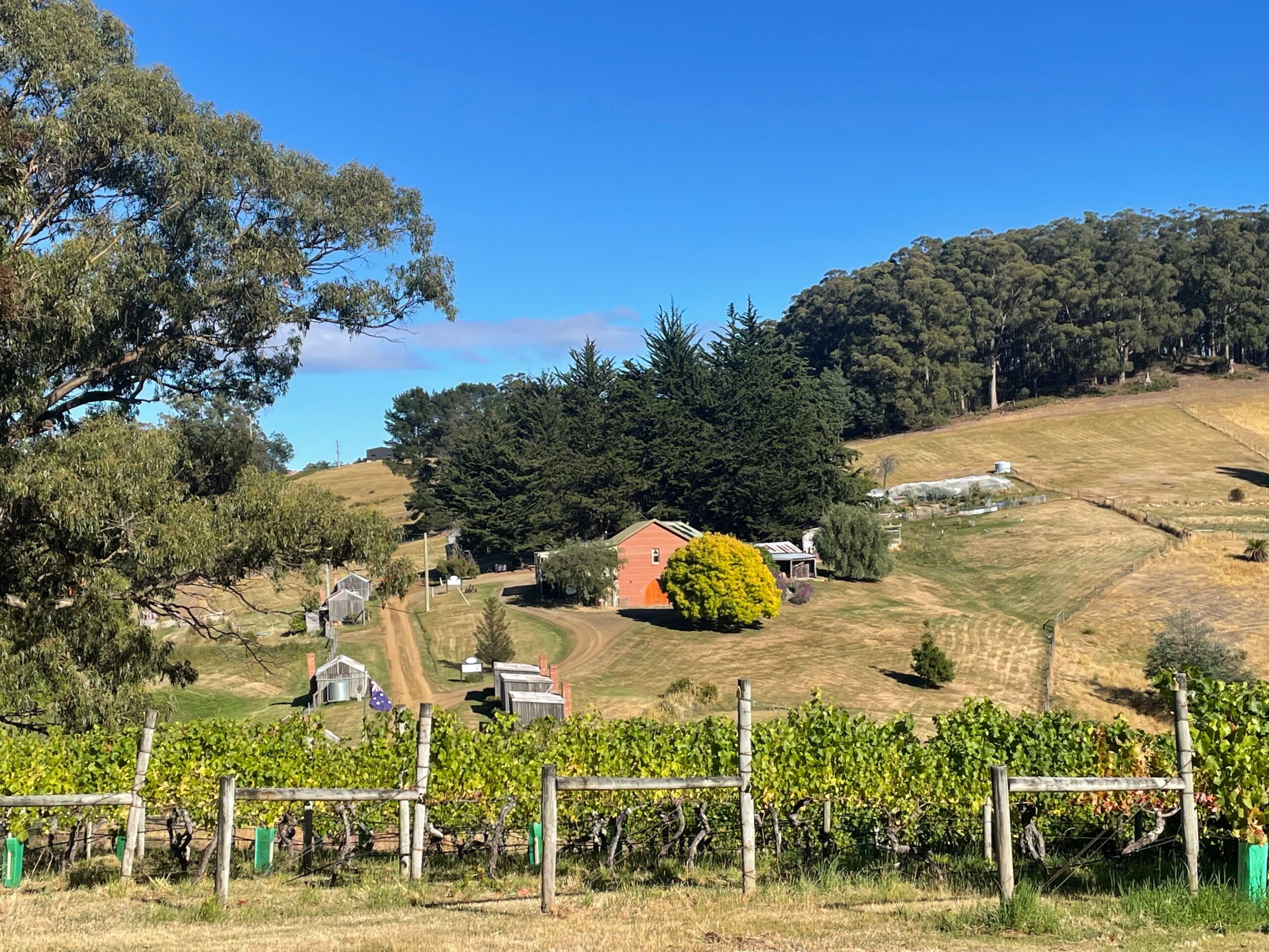 Hartzview Vineyard vineyard and cellar door, photo 2