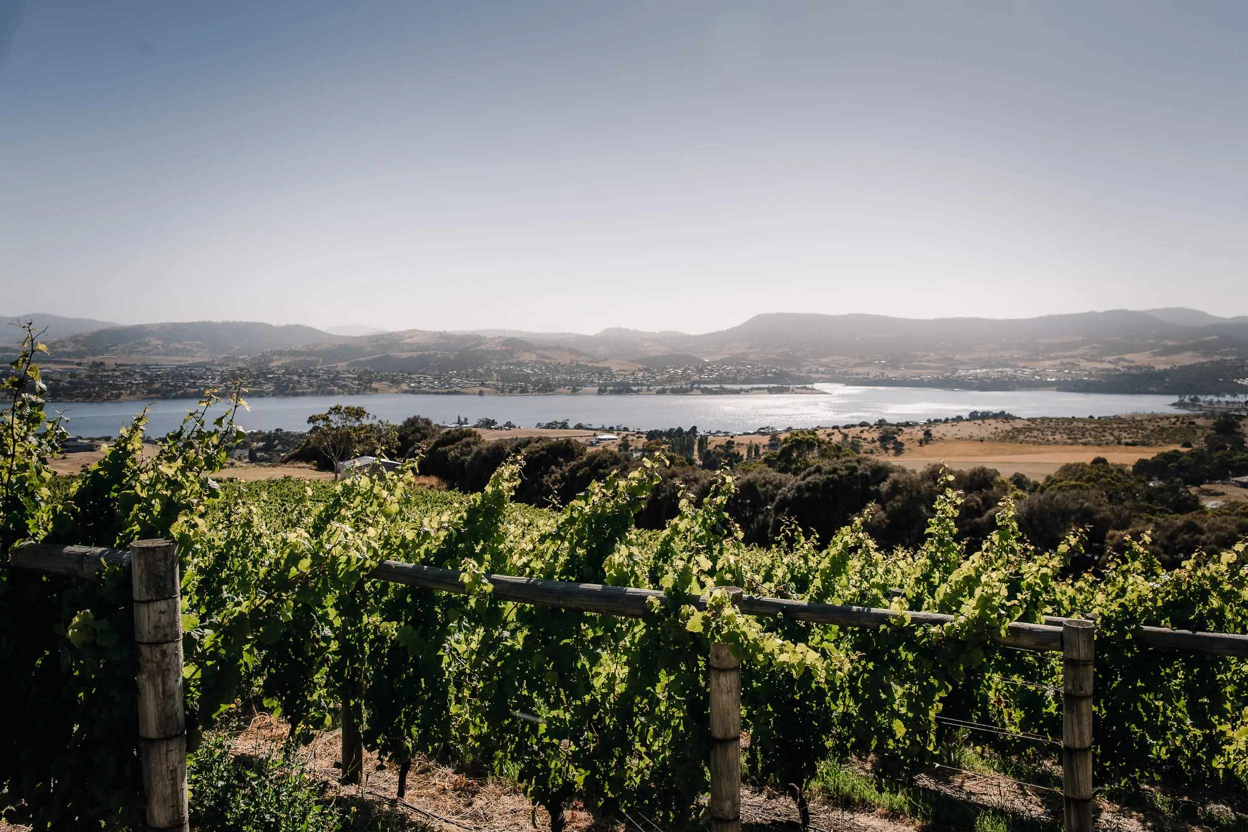 Rows of vines above the Derwent River, with hills on the far shore