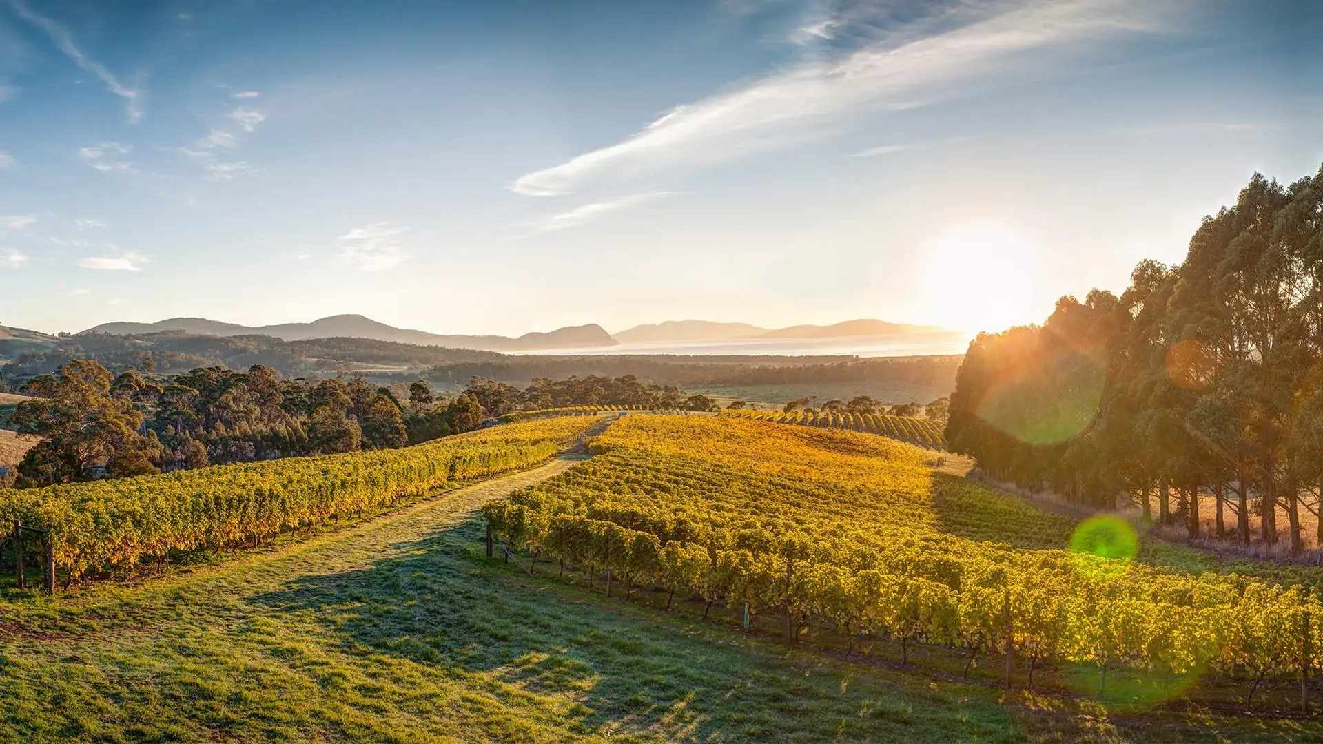 Late afternoon sun over a vineyard in South East Tasmania, with the coast in the distance