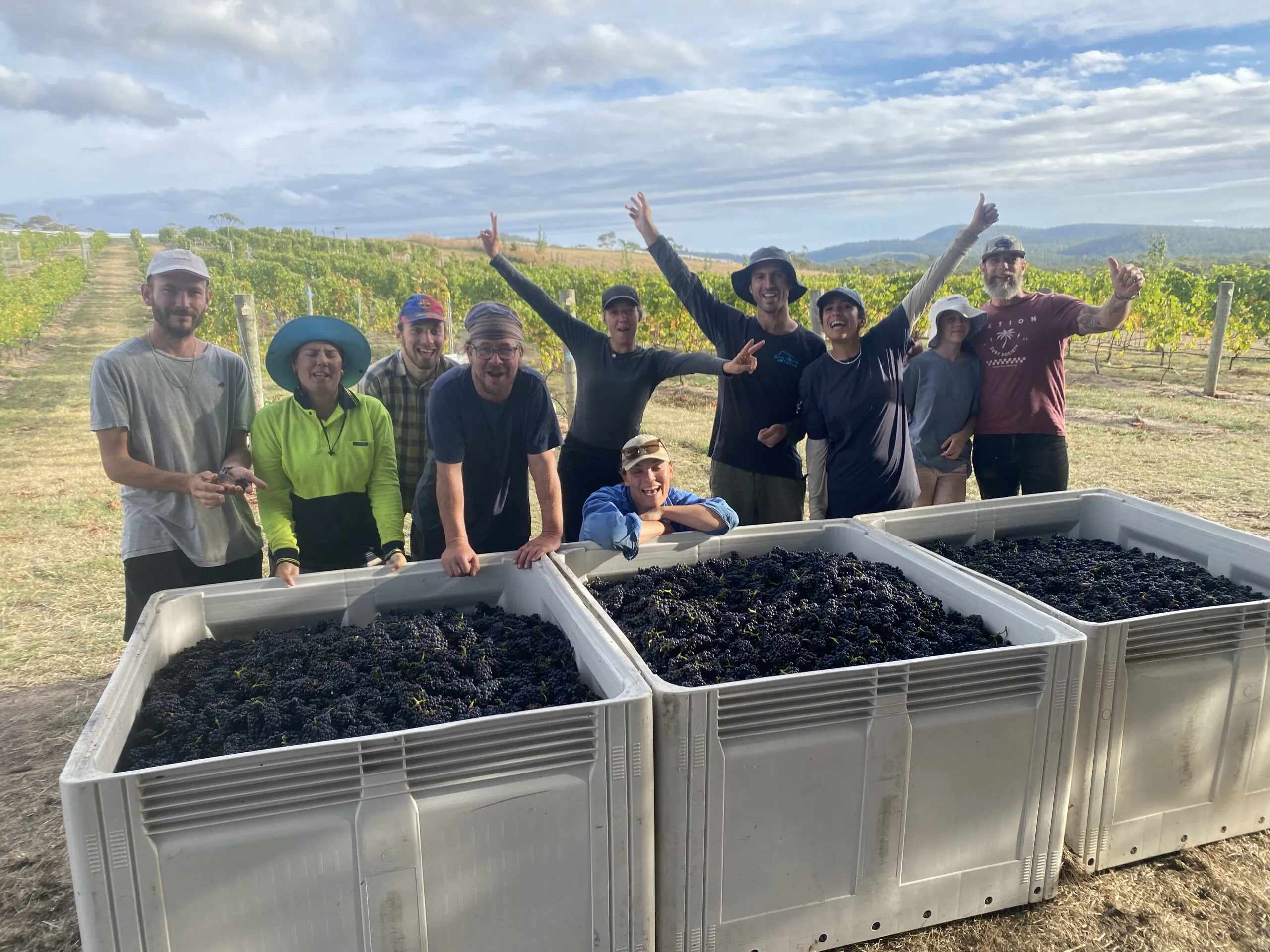 Three Capes Vineyard, South East