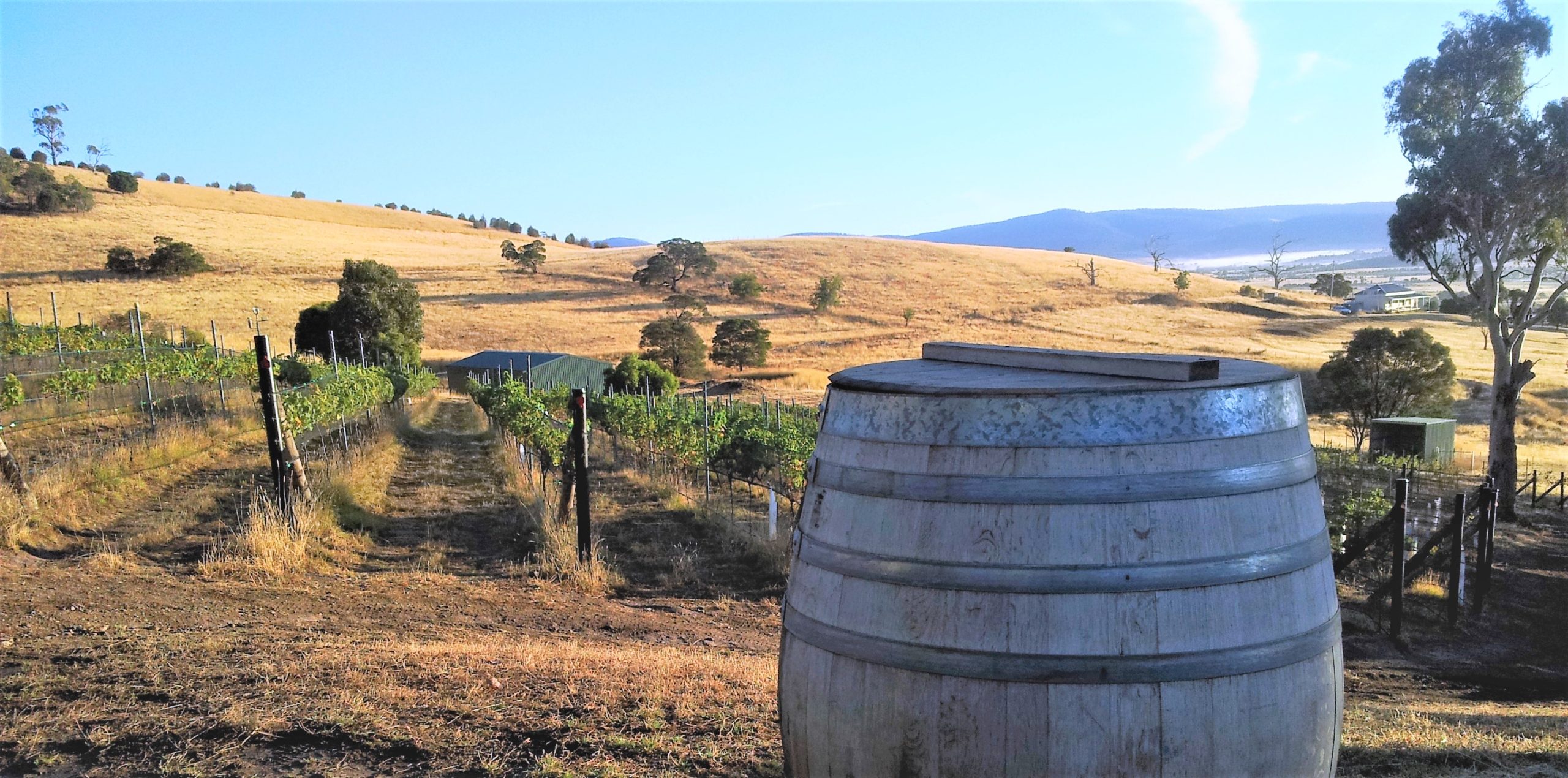 Parallax Organic Vineyard